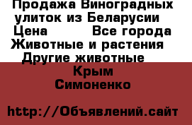 Продажа Виноградных улиток из Беларусии › Цена ­ 250 - Все города Животные и растения » Другие животные   . Крым,Симоненко